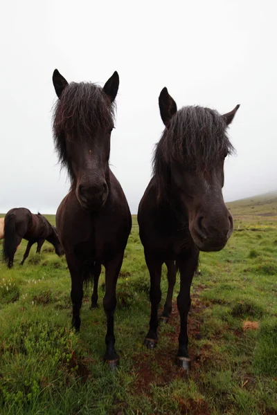 Cavallo islandese — Foto Stock