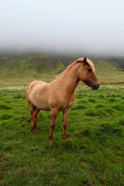 Caballo islandés — Foto de Stock