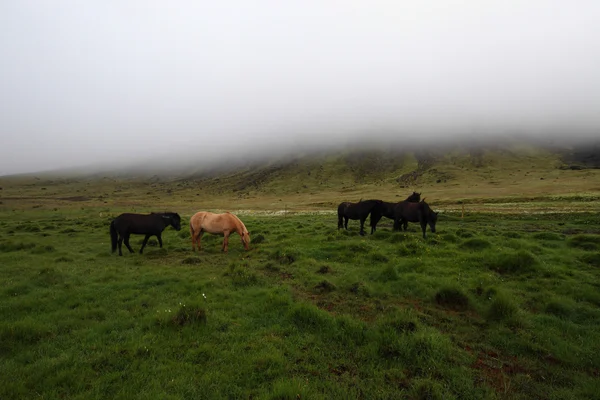 Cavalo islandês — Fotografia de Stock