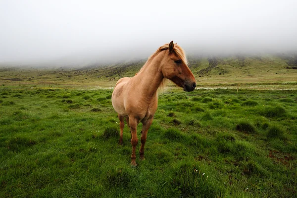 アイスランドの馬 — ストック写真