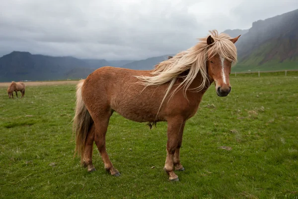 Caballo islandés — Foto de Stock