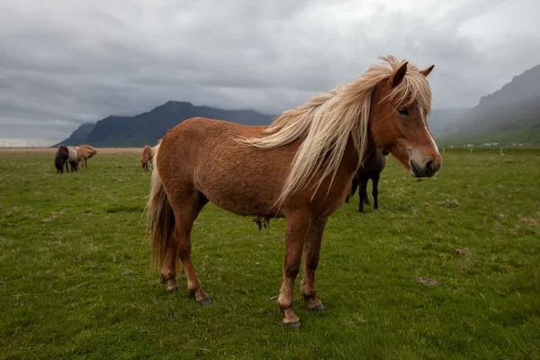 Caballo islandés — Foto de Stock