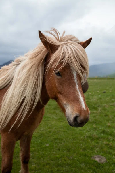 アイスランドの馬 — ストック写真