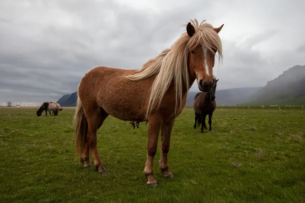 İzlanda at — Stok fotoğraf