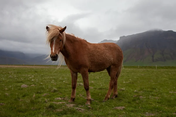 Islandský kůň — Stock fotografie