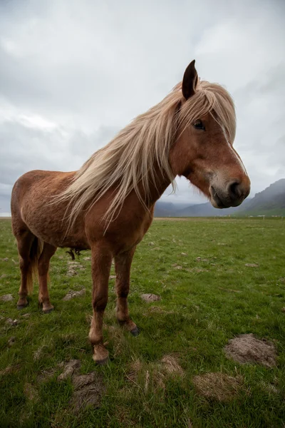 Cavallo islandese — Foto Stock