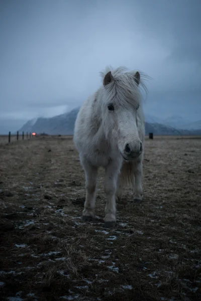 アイスランドの馬 — ストック写真