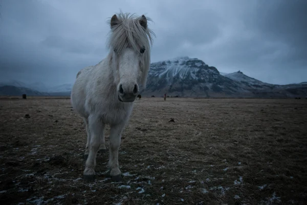 Ισλανδική άλογο — Φωτογραφία Αρχείου