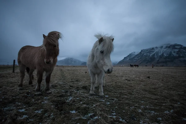 Islandský kůň — Stock fotografie