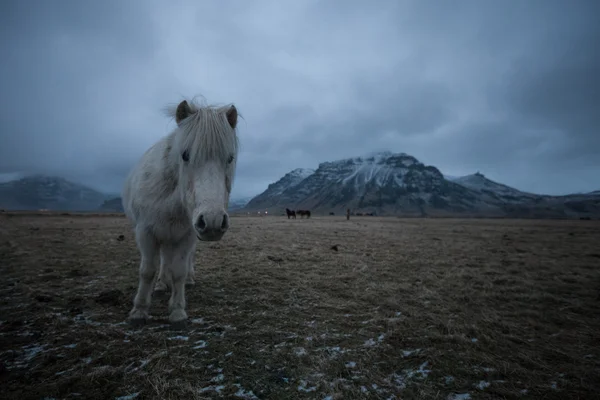 Islandský kůň — Stock fotografie