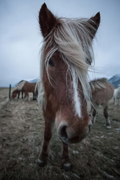 Cavallo islandese — Foto Stock