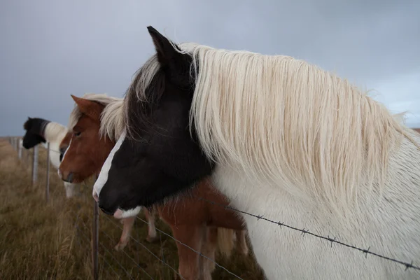 アイスランドの馬 — ストック写真