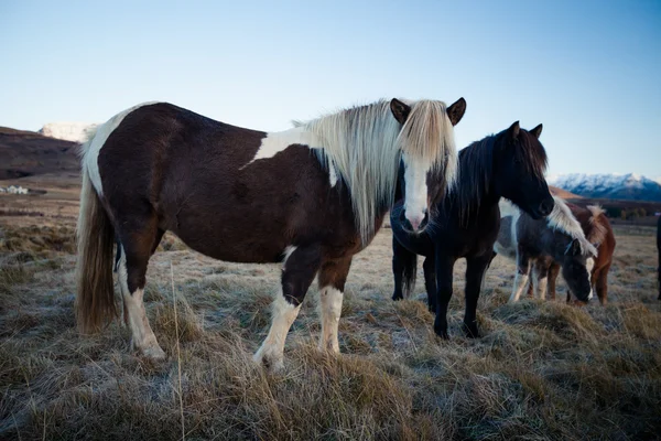 Caballo islandés — Foto de Stock