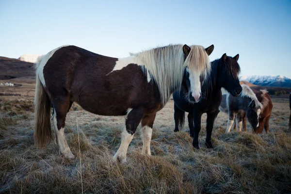 Icelandic horse — Stock Photo, Image