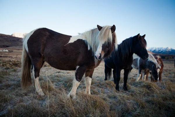 Isländska ponny hingst i profil — Stockfoto