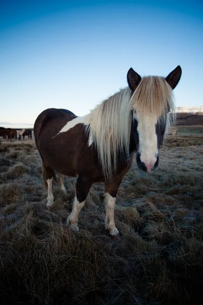プロファイルでアイスランドのポニー種牡馬 — ストック写真