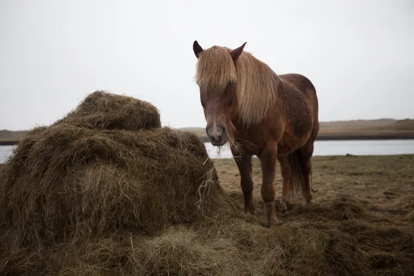 Stallone pony islandese di profilo — Foto Stock