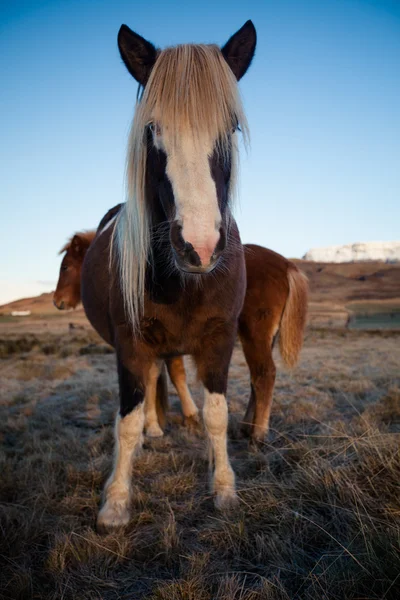 Icelandic Pony Stallion in profile — Stock Photo, Image