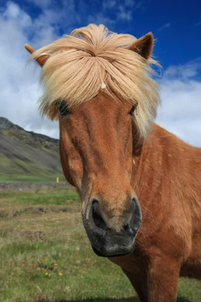 Icelandic horses Stock Image