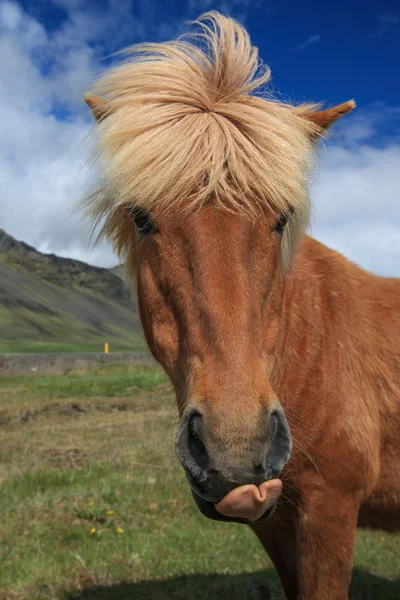Icelandic horses Stock Picture