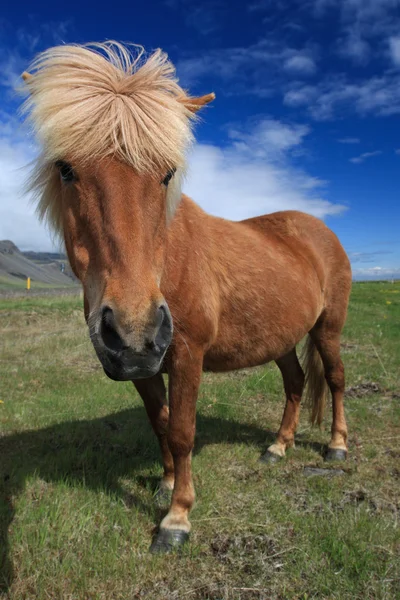 Icelandic horses Royalty Free Stock Images