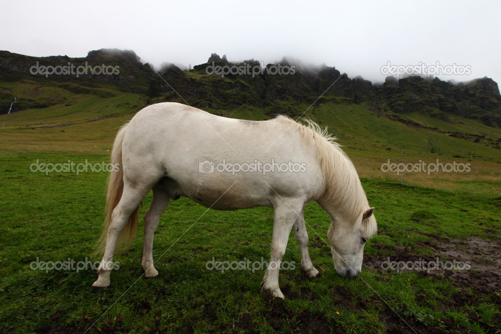 Icelandic horses