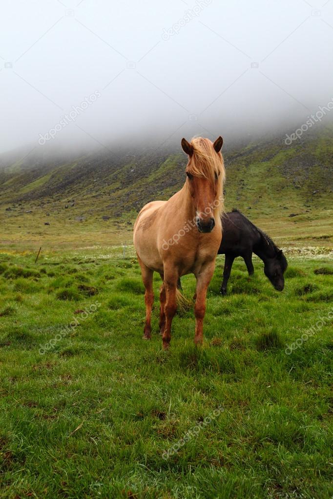 Icelandic horse