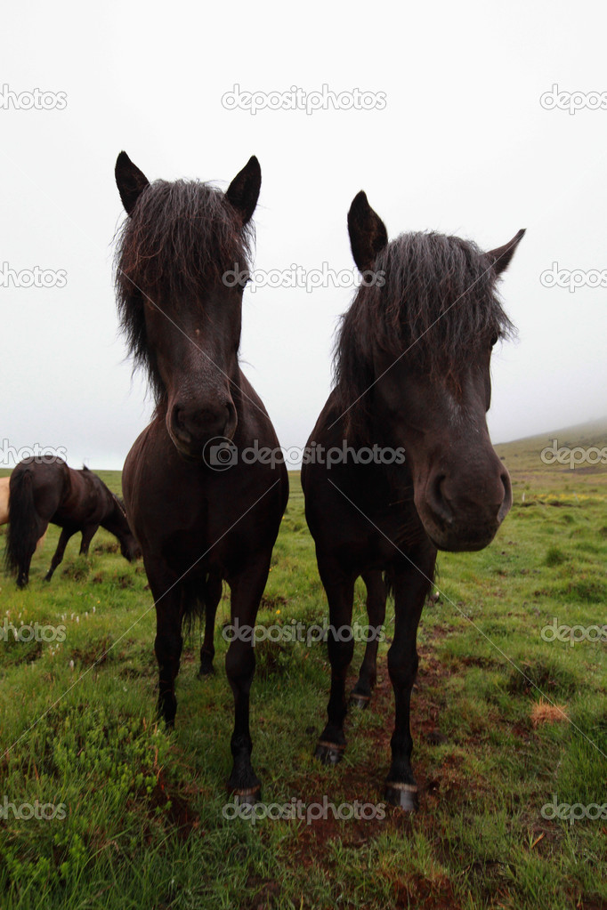 Icelandic horse