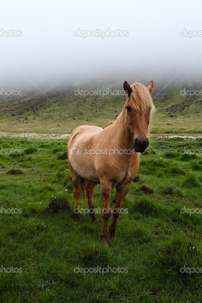 Icelandic horse