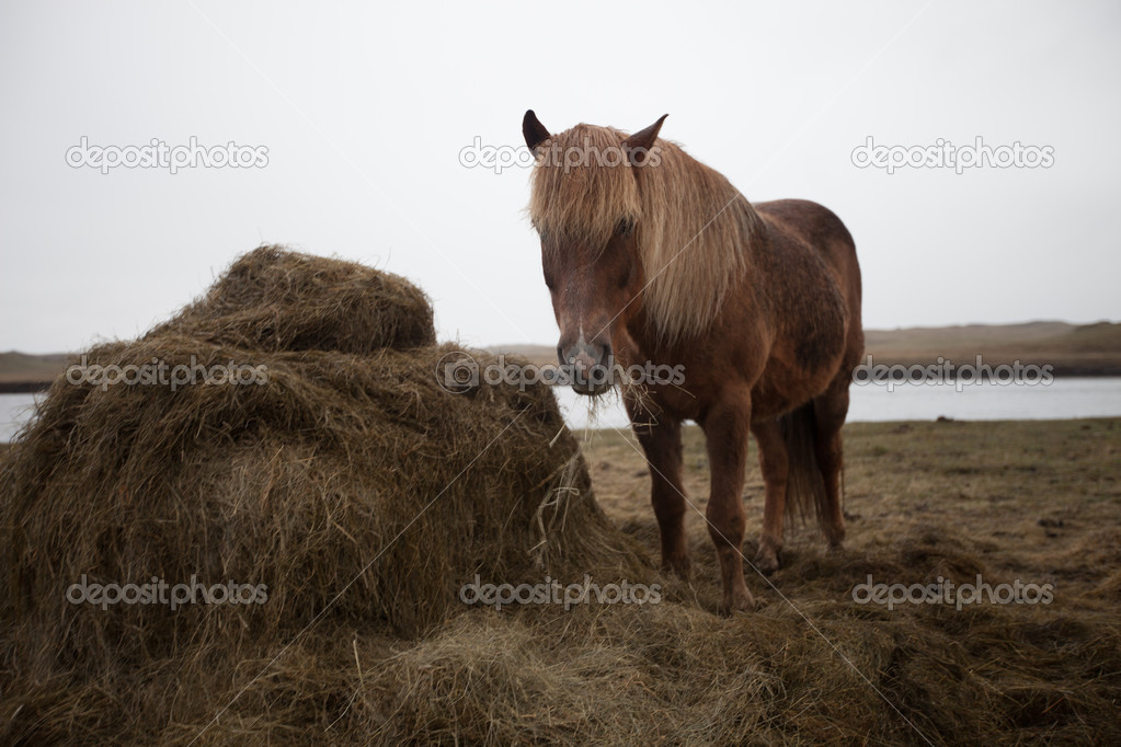 Icelandic Pony Stallion in profile