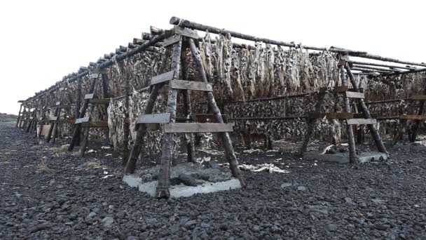 Bastidores de secado de cabeza de pescado, Islandia — Vídeos de Stock