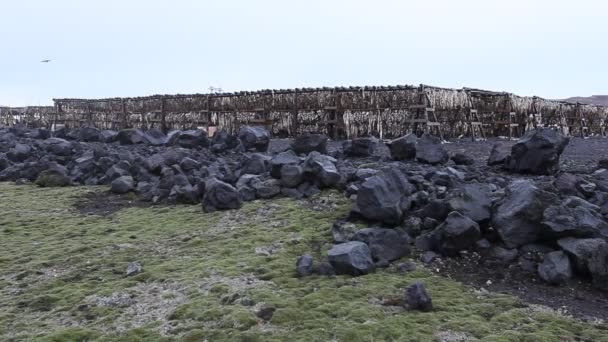 Риба голову сушіння стійки, Ісландія — стокове відео