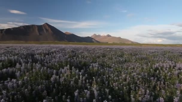 Vlčí pole v horách na Islandu (Island květiny) — Stock video