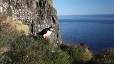 Puffins üzerinde rock Batı fiyort, İzlanda