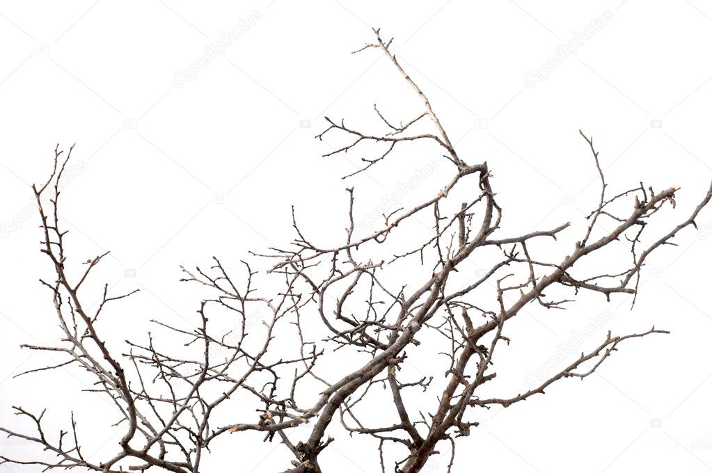 Branch