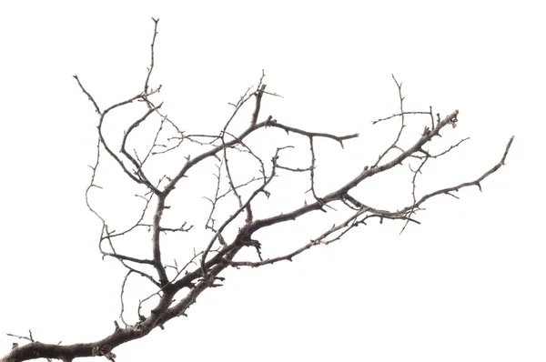 Branch — Stock Photo, Image