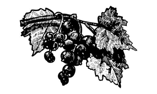 Schwarze Johannisbeere — Stockvektor