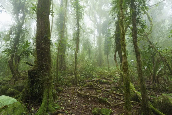 Mossy Australische regenwoud — Stockfoto