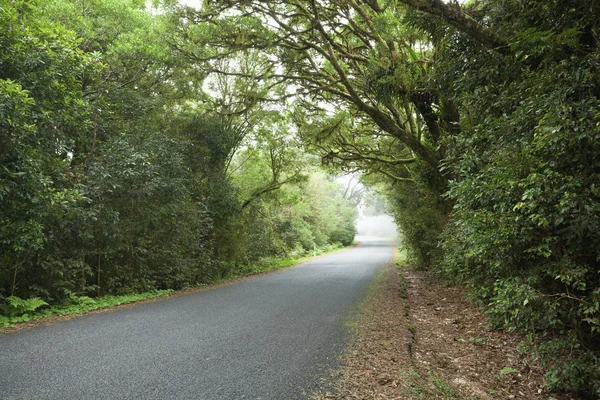 மேகமூட்டமான மழைக்காடுகளில் வெற்று சாலை — ஸ்டாக் புகைப்படம்