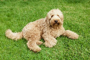 Labradoodle çim
