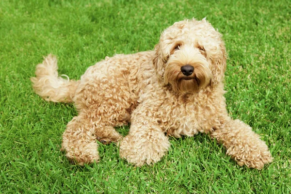 Labradoodle na grama — Fotografia de Stock