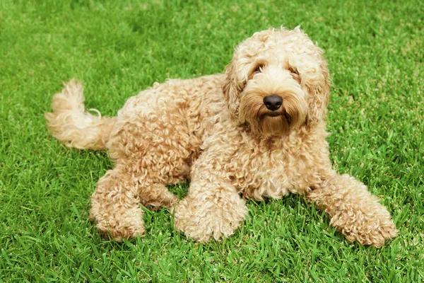Royalty Free labradoodle images 