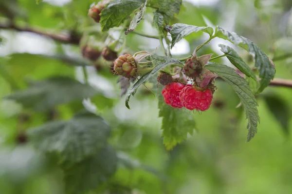 Wild raspberry — Stock Photo, Image