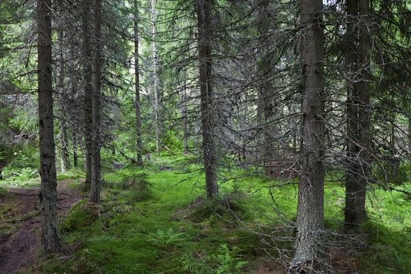 Geheimnisvoller Alpenwald — Stockfoto