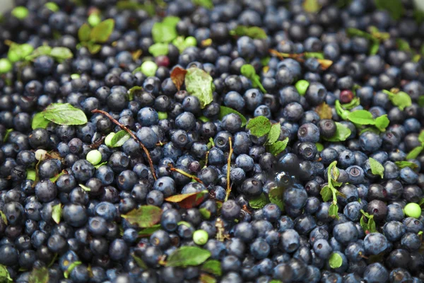 Wild blueberry — Stock Photo, Image