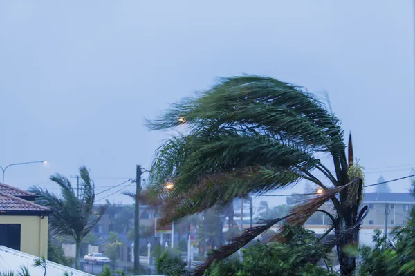 Palm tree in wind — Stock Photo, Image