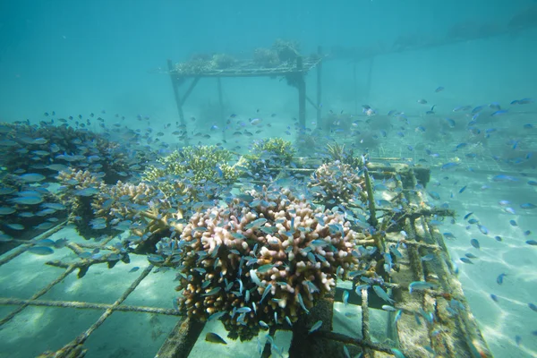 Rigenerazione del corallo — Foto Stock
