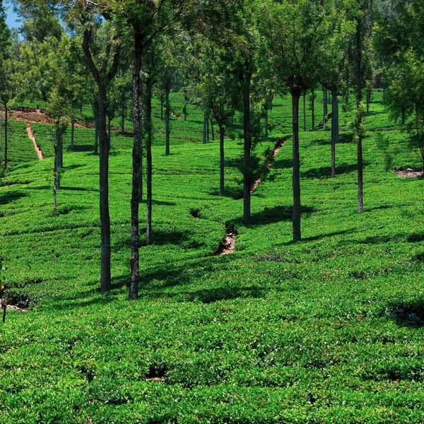 Lush Green Tea Plantation Sri Lankan Hillside — Stock Photo, Image