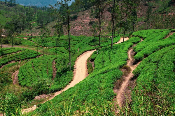 Lush Green Tea Plantation Sri Lankan Hillside — Stock Photo, Image