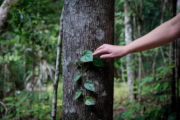 Beundra Regnskog Vinstockar Frodig Tropisk Skog Stockbild